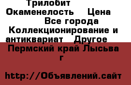Трилобит Asaphus. Окаменелость. › Цена ­ 300 - Все города Коллекционирование и антиквариат » Другое   . Пермский край,Лысьва г.